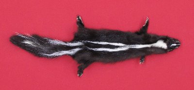 Picture of this lot Tanned Skunk Hides, Furs, Pelts, Skins
