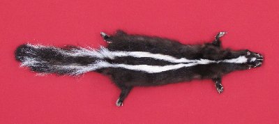 Picture of this lot Tanned Skunk Hides, Furs, Pelts, Skins