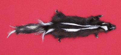 Picture of this lot Tanned Skunk Hides, Furs, Pelts, Skins
