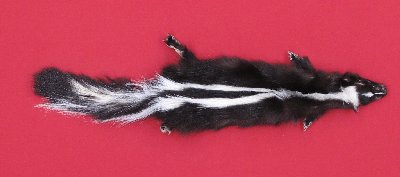 Picture of this lot Tanned Skunk Hides, Furs, Pelts, Skins