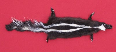 Picture of this lot Tanned Skunk Hides, Furs, Pelts, Skins