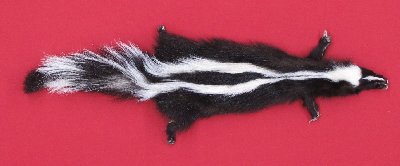 Picture of this lot Tanned Skunk Hides, Furs, Pelts, Skins