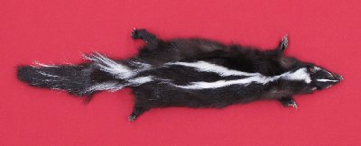 Picture of this lot Tanned Skunk Hides, Furs, Pelts, Skins