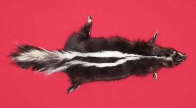 Picture of this lot Tanned Skunk Hides, Furs, Pelts, Skins