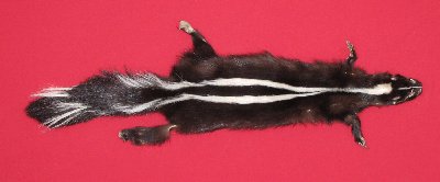 Picture of this lot Tanned Skunk Hides, Furs, Pelts, Skins