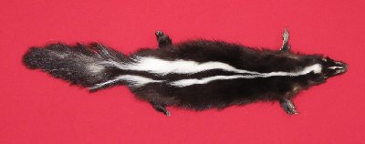Picture of this lot Tanned Skunk Hides, Furs, Pelts, Skins