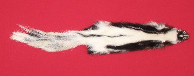 Picture of this lot Tanned Skunk Hides, Furs, Pelts, Skins