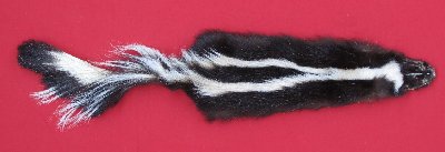 Picture of this lot Tanned Skunk Hides, Furs, Pelts, Skins