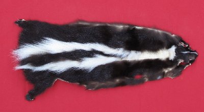 Picture of this lot Tanned Skunk Hides, Furs, Pelts, Skins