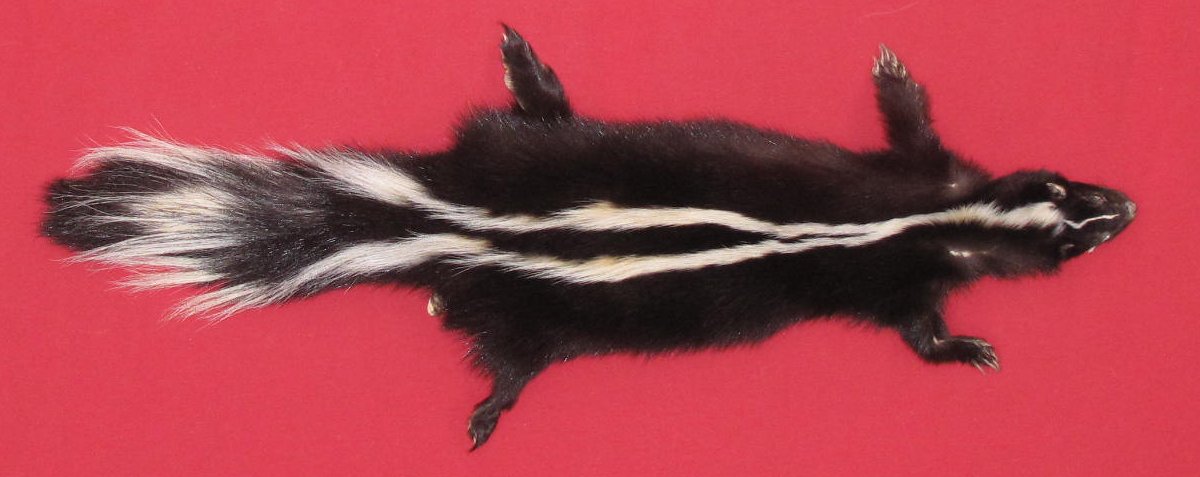 Tanned Furs SKUNK TAXIDERMY QUALITY 7371 0206 Hideandfur tanned-furs-skunk-taxidermy-quality-7371-0206-hideandfur