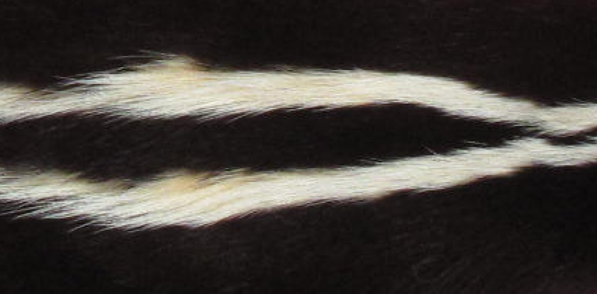 tanned-furs-skunk-taxidermy-quality-7371-0206-hideandfur