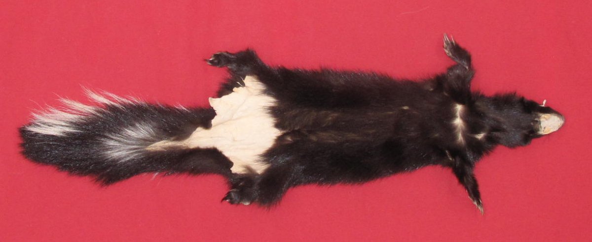 Tanned Furs SKUNK TAXIDERMY QUALITY 7371 0206 Hideandfur tanned-furs-skunk-taxidermy-quality-7371-0206-hideandfur