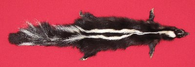 Picture of this lot Tanned Taxidermy Skunk Hides, Furs, Pelts, Skins