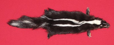 Picture of this lot Tanned Taxidermy Skunk Hides, Furs, Pelts, Skins