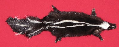 Picture of this lot Tanned Taxidermy Skunk Hides, Furs, Pelts, Skins