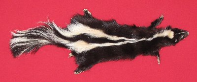 Picture of this lot Tanned Taxidermy Skunk Hides, Furs, Pelts, Skins