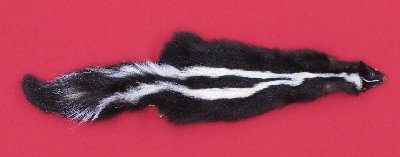 Picture of this lot Tanned Taxidermy Skunk Hides, Furs, Pelts, Skins