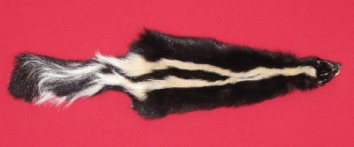 Picture of this lot Tanned Taxidermy Skunk Hides, Furs, Pelts, Skins