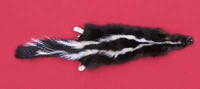 Picture of this lot Tanned Taxidermy Skunk Hides, Furs, Pelts, Skins