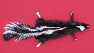 Picture of this lot Tanned Taxidermy Skunk Hides, Furs, Pelts, Skins