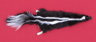 Picture of this lot Tanned Taxidermy Skunk Hides, Furs, Pelts, Skins