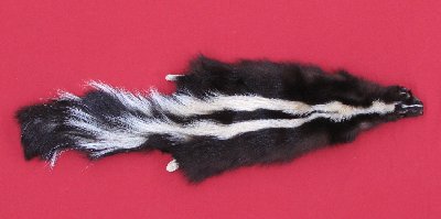 Picture of this lot Tanned Taxidermy Skunk Hides, Furs, Pelts, Skins