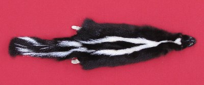 Picture of this lot Tanned Taxidermy Skunk Hides, Furs, Pelts, Skins