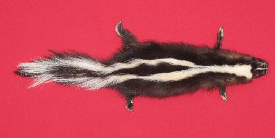 Picture of this lot Tanned Taxidermy Skunk Hides, Furs, Pelts, Skins