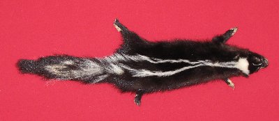 Picture of this lot Tanned Taxidermy Skunk Hides, Furs, Pelts, Skins