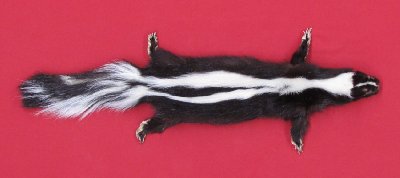 Picture of this lot Tanned Taxidermy Skunk Hides, Furs, Pelts, Skins