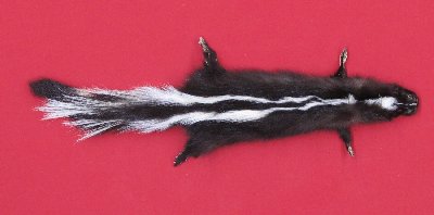 Picture of this lot Tanned Taxidermy Skunk Hides, Furs, Pelts, Skins
