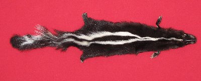 Picture of this lot Tanned Taxidermy Skunk Hides, Furs, Pelts, Skins