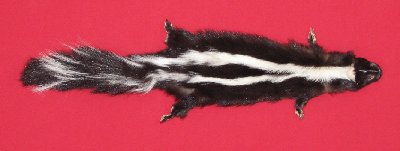 Picture of this lot Tanned Taxidermy Skunk Hides, Furs, Pelts, Skins