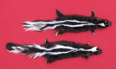 Picture of this lot Tanned Taxidermy Skunk Hides, Furs, Pelts, Skins