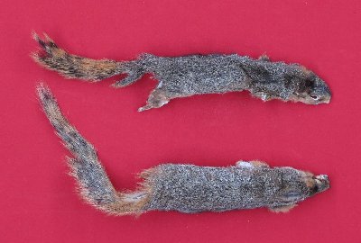 Picture of this lot Tanned Fox Squirrel Hides, Furs, Pelts, Skins