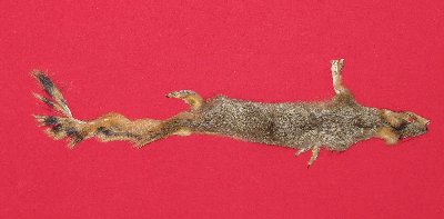 Picture of this lot Tanned Fox Squirrel Hides, Furs, Pelts, Skins