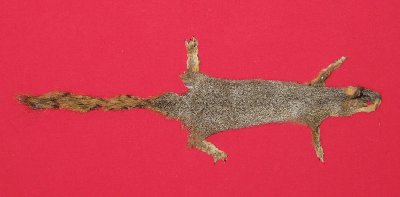 Picture of this lot Tanned Fox Squirrel Hides, Furs, Pelts, Skins