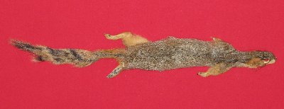 Picture of this lot Tanned Fox Squirrel Hides, Furs, Pelts, Skins