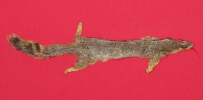 Picture of this lot Tanned Fox Squirrel Hides, Furs, Pelts, Skins