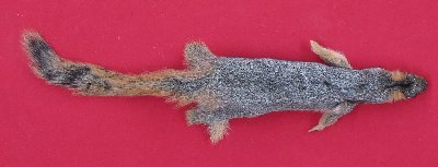 Picture of this lot Tanned Fox Squirrel Hides, Furs, Pelts, Skins