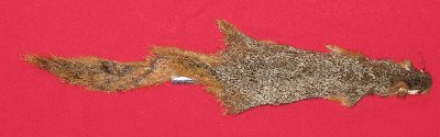 Picture of this lot Tanned Fox Squirrel Hides, Furs, Pelts, Skins
