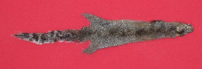 Picture of this lot Tanned Grey Squirrel Hides, Furs, Pelts, Skins