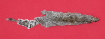 Picture of this lot Tanned Grey Squirrel Hides, Furs, Pelts, Skins