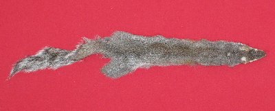 Picture of this lot Tanned Grey Squirrel Hides, Furs, Pelts, Skins