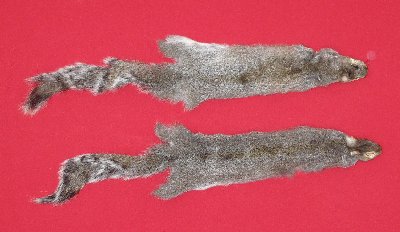 Picture of this lot Tanned Grey Squirrel Hides, Furs, Pelts, Skins