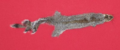 Picture of this lot Tanned Grey Squirrel Hides, Furs, Pelts, Skins