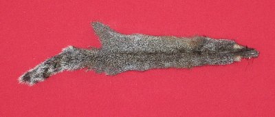 Picture of this lot Tanned Grey Squirrel Hides, Furs, Pelts, Skins