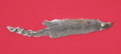 Picture of this lot Tanned Grey Squirrel Hides, Furs, Pelts, Skins