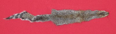 Picture of this lot Tanned Grey Squirrel Hides, Furs, Pelts, Skins