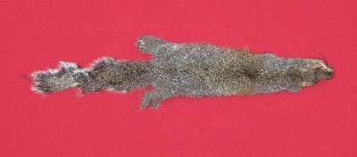 Picture of this lot Tanned Grey Squirrel Hides, Furs, Pelts, Skins